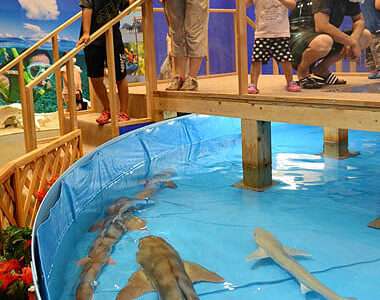 家族連れら次々　沖縄の海とサンゴ礁の水族館