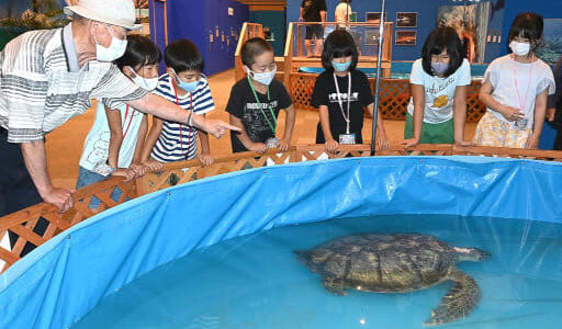間近でじっくり観察　海の生き物教室