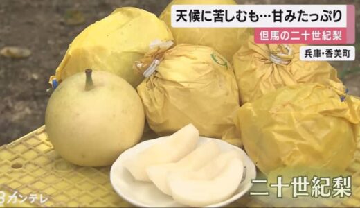 兵庫・香美町で二十世紀梨の出荷が盛んに　天候に苦しむも甘味たっぷり
