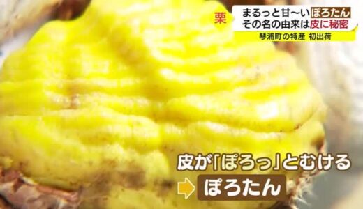 秋の新味覚「ぽろたん」とは？発祥地の地で初出荷（鳥取県琴浦町）