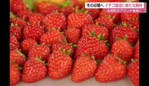 『とっておき』と『紅ほっぺ』ブランド化目指しイチゴの苗植え　収穫は１２月頃（鳥取・北栄町）