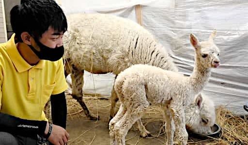 アルパカ赤ちゃん元気にすくすく　トム・ソーヤ牧場