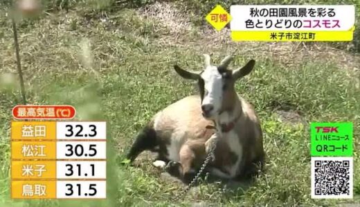 １０月なのに？！各地で真夏日　朝晩は気温下がり秋の田園風景を彩るコスモスが見ごろ
