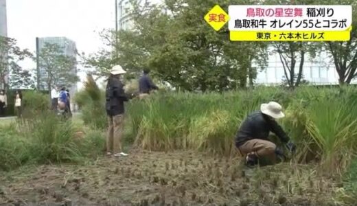 六本木で鳥取のブランド米「星空舞」を収穫　めし友「鳥取和牛」とのコンビは最高！（東京・鳥取）
