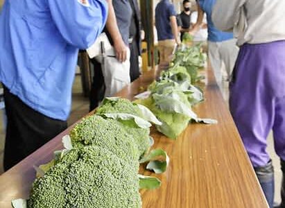 ブロッコリー関西にも出荷　鳥取・大山で目合わせ会