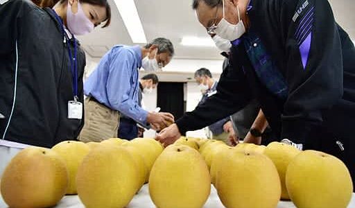 出来申し分ナシ　赤梨「王秋」20日初出荷