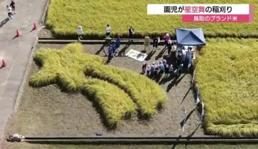 「星形アート」に植えられた「星空舞」を園児が刈り取り　ブランド米に親しんで（鳥取市）