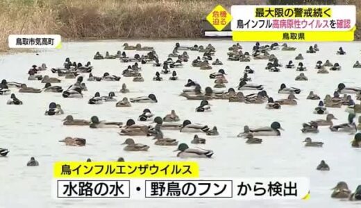 「警戒レベルはマキシマム」鳥取市で確認された鳥インフルエンザウイルスは高病原性　野鳥など監視強化