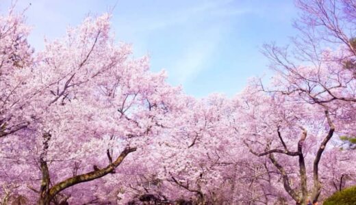 桜のシーズン情報&日本のお花見スポット44選【2022年保存版】
