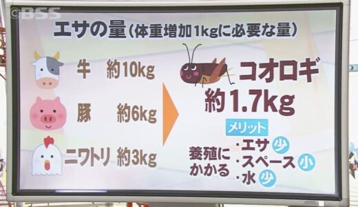 コオロギが食糧不足から救う？品切れ続出の「昆虫食」商品がひそかなブーム　山陰でも新商品開発