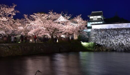 夜桜を見るならここ！幻想的な桜のライトアップ12選