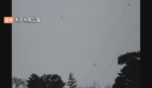 春の便り　コハクチョウ北帰行始まる　鳥取県米子市