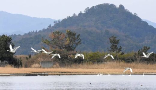 コハクチョウ、北へ飛び去る