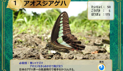 昆虫総選挙はアオスジアゲハ優勝
