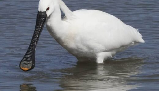 ヘラサギ飛来、生態解明に