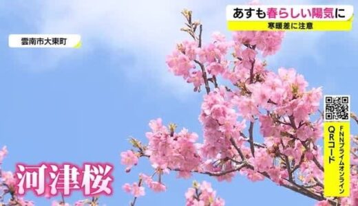 津和野などで１９度超え春を感じる陽気　ピンクの河津桜見ごろに（島根・雲南市）