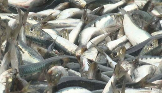 マイワシ記録的大漁　一時は「漁獲ゼロ」が…なぜ？　鳥取県境港