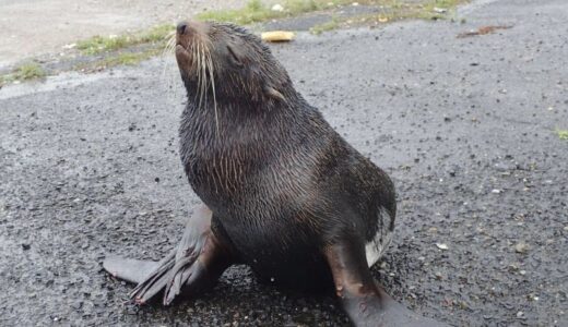 漁港でオットセイがぐったり