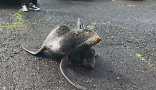 珍客！迷子の「オットセイ」見つかる　元気なく…動物病院に入院