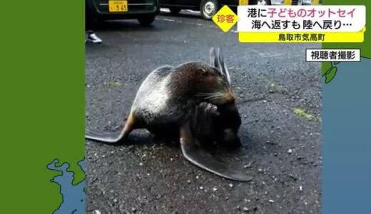 鳥取市の港に「珍客・オットセイ」エサを求め日本海へ？衰弱し動物病院で保護・治療（鳥取県）