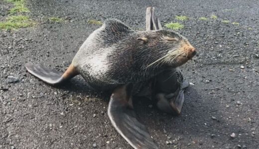 鳥取の漁港で発見　迷子のオットセイ死亡
