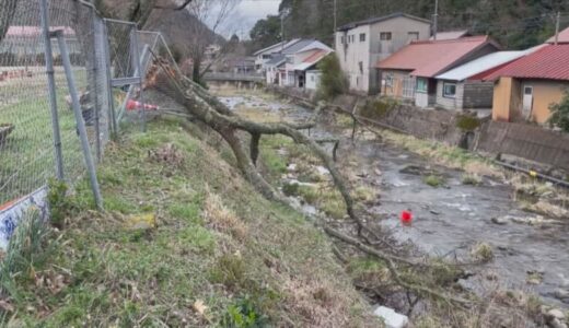 暴風で名物の桜が根元から折れる…２階ベランダから転落する人も