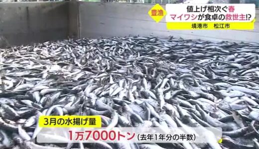 マイワシが豊漁！食品の値上げ相次ぐ春、食卓の救世主に！？（鳥取・境港市）