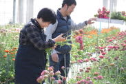 花のサブスクリプションサービス「ハナノヒ365days」の新コース「花農家のこだわり便」生産者こだわりの花を毎月、最良の開花状況に合わせてお届け4月1日(金)申込受付開始