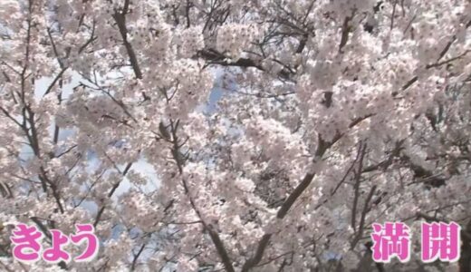 サクラ満開…週末はお花見日和に　鳥取県鳥取市