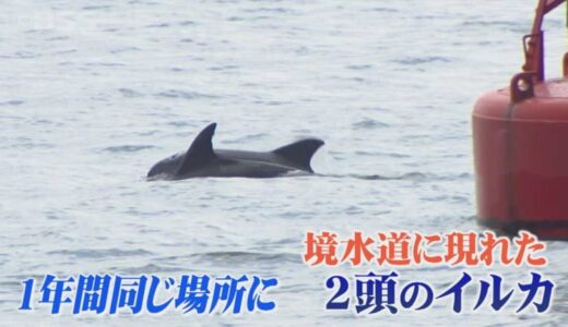 境水道の2頭のイルカ 1年経ってもまだいた！ １年住みつくのは山陰では初？