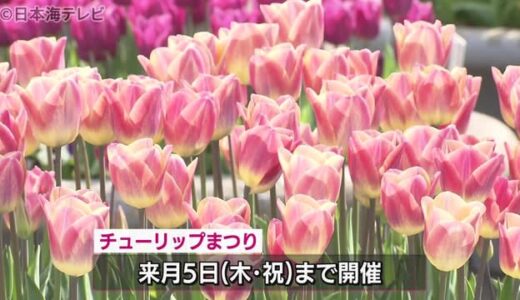 鳥取県南部町でチューリップ祭　２４０品種いろとりどり咲き誇る