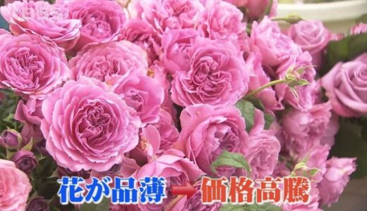 母の日にも影響か　「生花」が品薄の理由