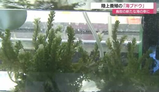 海藻なのに…陸上で養殖！鳥取育ちの「海ブドウ」ぷちぷち食感がたまらない（鳥取・境港市・米子市）