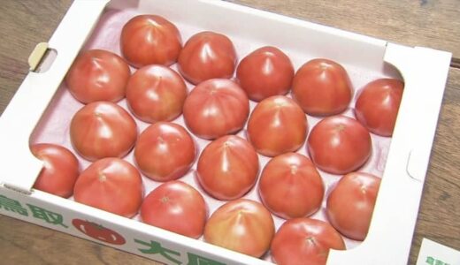 真っ赤で、みずみずしいトマト実りました！特産の大原トマト初出荷　　鳥取県倉吉市