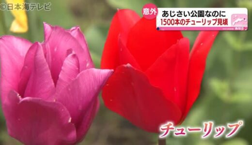 あじさい公園で『チューリップ』が見ごろ　鳥取県鳥取市
