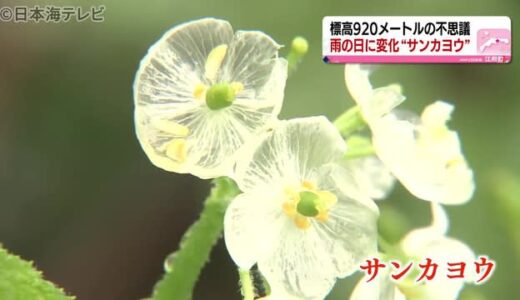 不思議…　普段は白　濡れると透明な花咲く　鳥取県江府町