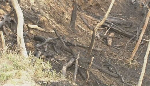 サバイバルゲームの発煙筒が燃え広がったか…山林火災発生　男性1人顔面熱傷で救急搬送　約20人でプレー中