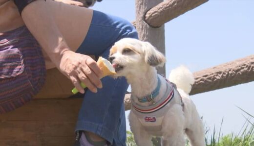 ＧＷラストサンデー 国立公園大山の人気スポット活況！ 鳥取県伯耆町