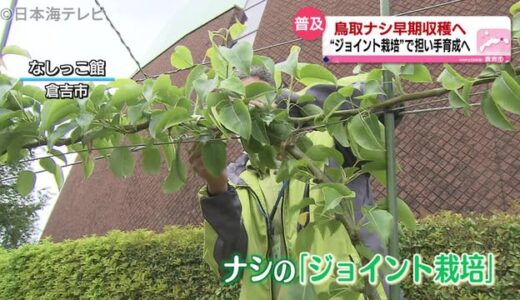 「ジョイント栽培」とは？なしっこ館で実演　鳥取県倉吉市