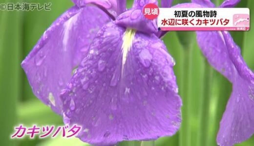 梅雨を前にカキツバタ見ごろ　鳥取県岩美町