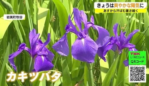 ５月を象徴「カキツバタ」が見ごろ　青空に映える紫の花（鳥取・岩美町）