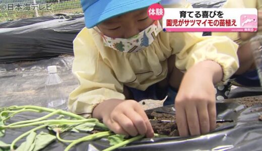“大きくなぁれ”園児がサツマイモの苗植え体験　鳥取県鳥取市