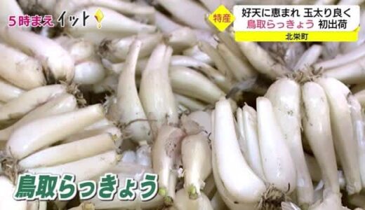 好天に恵まれ玉太り良好「鳥取らっきょう」初出荷（鳥取・北栄町）
