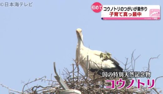 コウノトリ　鳥取県八頭町で初めての巣作り　ご近所カラスとにらみ合いも