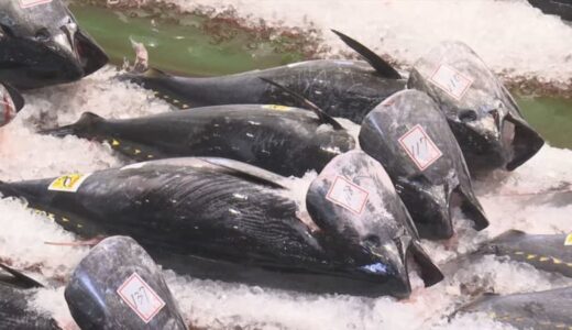 「驚くほど甘い」クロマグロ…去年より４日早く今シーズン初水揚げ　鳥取県境港市