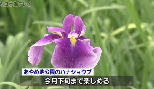 初夏の訪れ　ハナショウブ間もなく見ごろ　あやめ池公園　鳥取県湯梨浜町