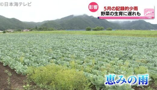 ５月は山陰の一部で記録的少雨　野菜に影響　田植えの遅れも