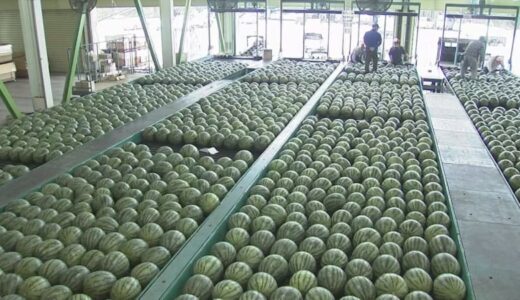 「大栄西瓜」初出荷　3年ぶり大阪でのPRも再開