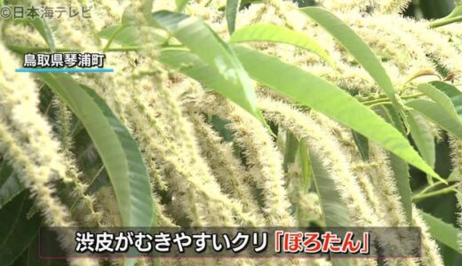 梅雨を知らせる花「墜栗花・ついり」見ごろ　鳥取県琴浦町