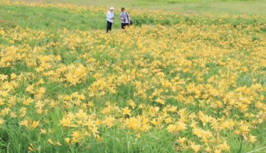 ニッコウキスゲ スキー場を黄色に　鏡野・恩原高原、夏の誘客へ栽培